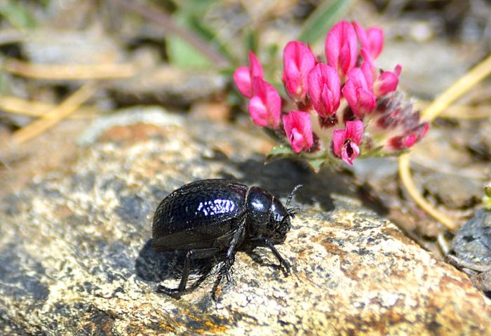 Temporada de esquí en Sierra Nevada suspendida hasta 2025 para proteger al escarabajo aceitero en peligro de extinción.