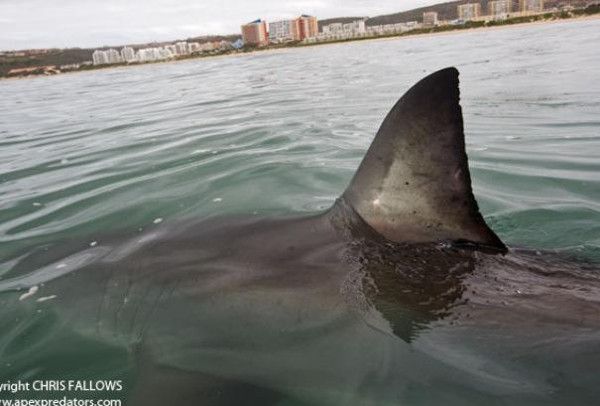 Tiburónes avistados en Torredembarra y Creixell