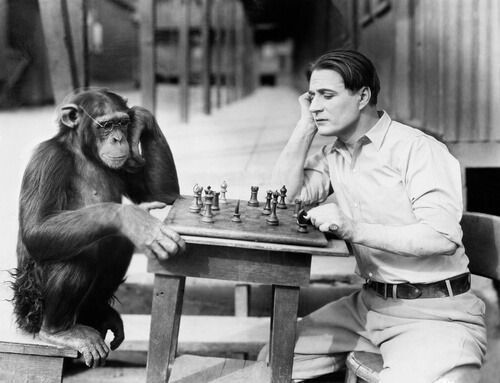 ¿Los monos son más inteligentes que los humanos?