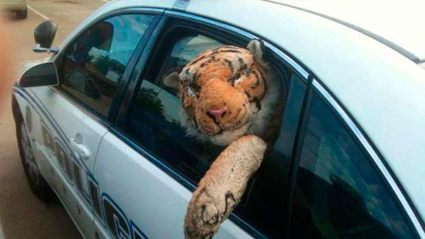 El tigre que puede manejar un coche!!!!