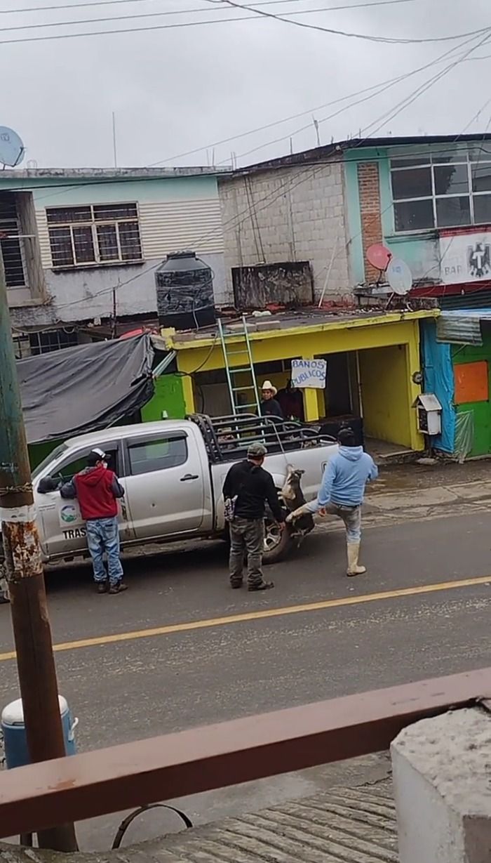Trabajores del Ayuntamiento de Chapulhuacán Hidalgo ahorcan y golpean a un perrito en San Ana de Allende.