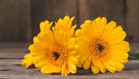 ¿Cuál es el día de las flores amarillas?