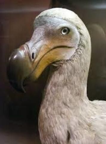 Los dodos se extinguieron por el enorme tamaño de sus genitales