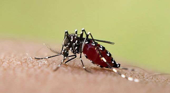 Niña fallece devido al dengue