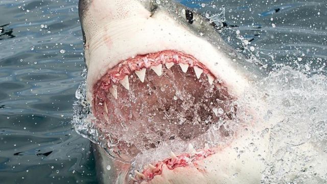 Fatal atque de tiburon en necochea