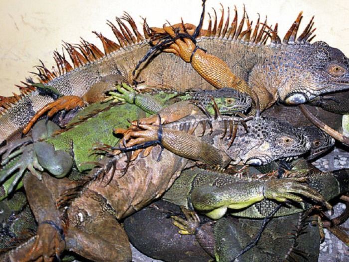 Decomisan iguanas en el Sector de Chotepe, Chamelecon.