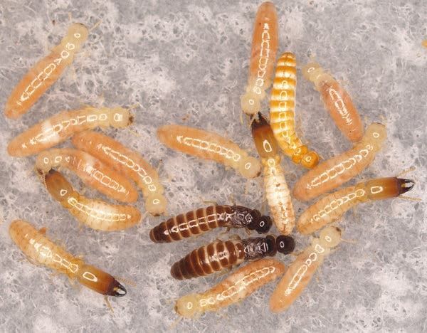 Invasión de termitas