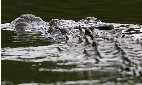 Registran ataque de cocodrilos y dinosaurios en Lago Rapel