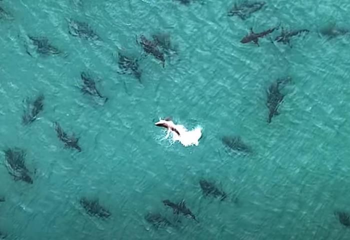 Cierran playas de Mazatlán por presencia de tiburones!