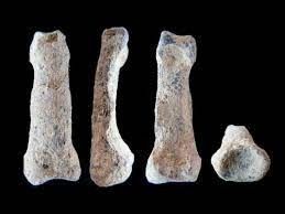 Hayan huesos antiguos de perros que podían hablar
