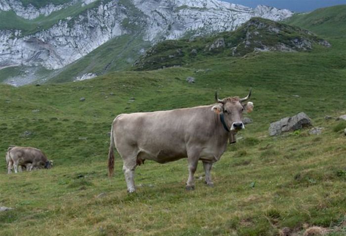 Muere un turista en el Pirineo por el ataque de una vaca